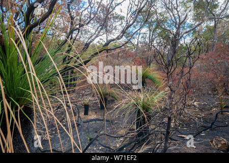 Avon Valley National Park paysage brûlé après le feu sauvage à l'ouest de l'Australie Banque D'Images