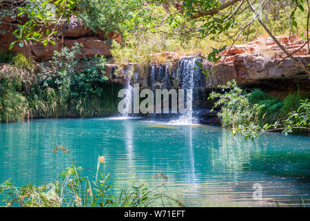Belle piscine de fougère Fortescue Falls à Dales Gorge à Parc national de Karijini Australie Banque D'Images