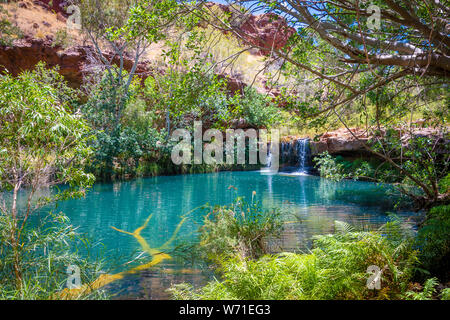 Belle piscine de fougère Fortescue Falls dans la région de Dales Gorge à Parc national de Karijini Australie Banque D'Images