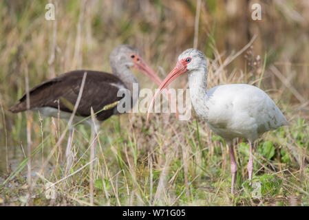 Deux mineurs américain Ibis à Shingle Creek Regional Park près d'Orlando, en Floride. Banque D'Images