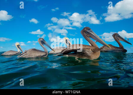 Des pélicans dans l'eau au large de la côte de Isla Holbox au Mexique Banque D'Images