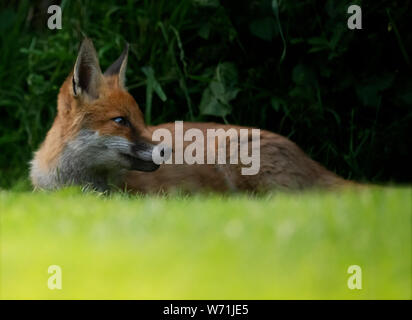 Un wild Red Fox (Vulpes vulpes) détend en début de soirée, Warwickshire Banque D'Images