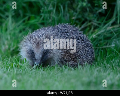 Un hérisson (Erinaceus europaeus) tard le soir dans un jardin de Warwickshire Banque D'Images