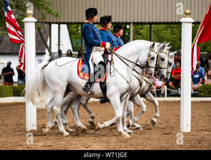 Chicago, USA. 3e août 2019. Chevaux et cavaliers effectuer durant un spectacle de Tempel Lipizzans, une installation d'entraînement de dressage, à Tempel fermes au Old Mill Creek, Illinois, États-Unis, le 3 août 2019. Crédit : Joel Lerner/Xinhua Banque D'Images