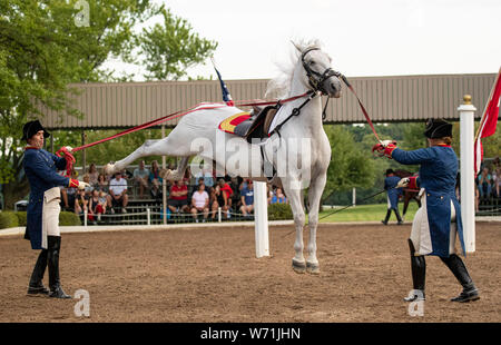 Chicago, USA. 3e août 2019. Un cheval effectue au cours d'un show de Tempel Lipizzans, une installation d'entraînement de dressage, à Tempel fermes au Old Mill Creek, Illinois, États-Unis, le 3 août 2019. Crédit : Joel Lerner/Xinhua Banque D'Images