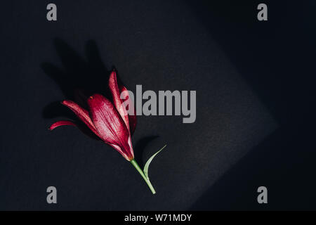 Fleur rouge avec contraste des ombres sur fond gris foncé mise à plat. Composition lumineuse lily vue d'en haut. Le printemps, l'été la flore. Le concept de table couleur pétales Banque D'Images