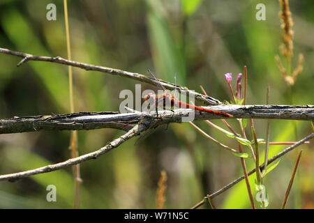 Près d'un mâle mature dard commun dragonfly (Sympetrum striolatum) reste sur une branche horizontale Banque D'Images