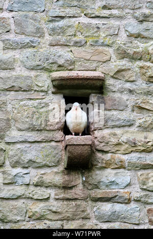 Colombe en pigeonnier à Westonbury Water Gardens, près de Pembridge, Herefordshire Banque D'Images