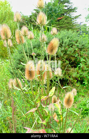 Le figuier de Teazels (Dipsacus) au milieu de l'été dans le West Sussex, England, UK Banque D'Images