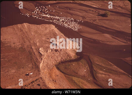 Vue aérienne de pélicans se nourrir DANS LA TRUCKEE RIVER DELTA À PYRAMID LAKE. ANAHOE ISLAND, SUR LE LAC, EST UN SANCTUAIRE DE LA FAUNE FÉDÉRAUX ET DE REPRODUCTION PÉLICAN Banque D'Images