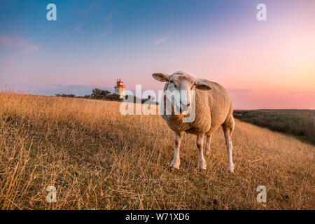 Moutons sur la digue devant le phare sur l'île allemande Westermarkelsdorf Fehmarn sur une chaude après-midi dans l'été. Il a été construit à partir de 1881 Banque D'Images