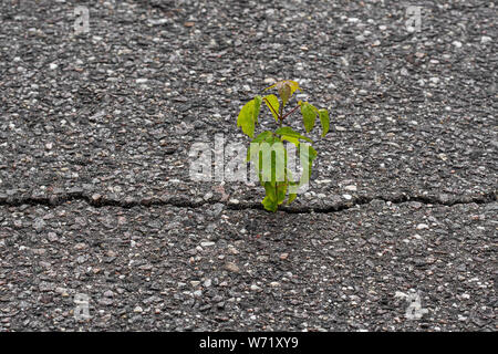 Les jeunes arbres poussent dans une fissure de l'asphalte. Rising sprout sur la terre sèche. Banque D'Images