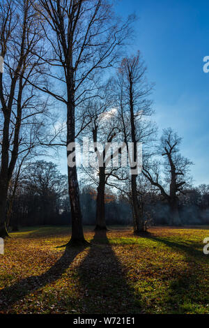 Atmosphère mystique de la lumière du soleil qui brillait à travers les ombres des arbres de bouleau Banque D'Images