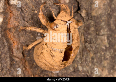 Peau de cigale insecte sur arbre. Le reste a de gros yeux Banque D'Images