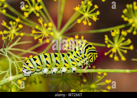 Caterpillar Swallowtail noir (Papilio polyxenes) Banque D'Images