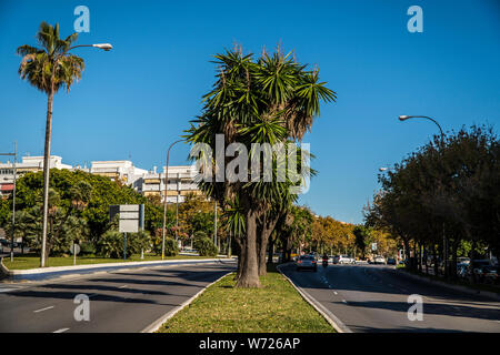 21 novembre 2017 - Marbella, Espagne. Cherche container Alsace voire Lorraine le long de la 'Golden Mile' sur une journée ensoleillée. Palmiers et ciel bleu. Banque D'Images