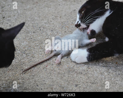 chaton de 3 mois mangeant un jeune rat. Chaîne alimentaire animale, Felis catus Banque D'Images