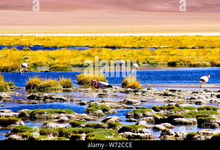 Flamants Roses sauvages au lac par lac et de l'herbe sèche et désert à l'arrière-plan flou - désert d'Atacama, Chili Banque D'Images