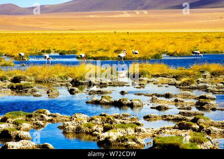 Flamants Roses sauvages au lac par lac et de l'herbe sèche et désert à l'arrière-plan flou - désert d'Atacama, Chili Banque D'Images