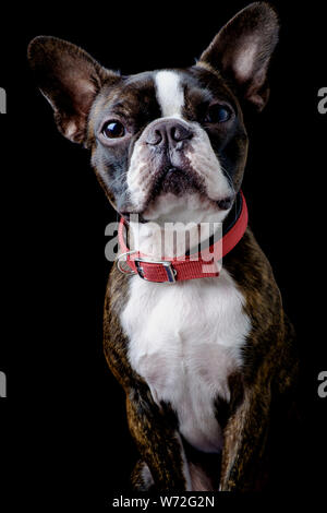 Closeup portrait of beautiful boston terrier pure race funny face Banque D'Images