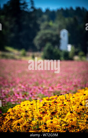 Black Eyed Susan ou rudbeckia fleurs à l'avant du champs de fleurs colorées dans une ferme de semences dans l'Oregon ; aussi l'échinacée rose ou d'échinacée et de structure. Banque D'Images