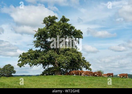 Troupeau de bovins Hereford à côté de chêne. Kilpeck, Herefordshire Banque D'Images