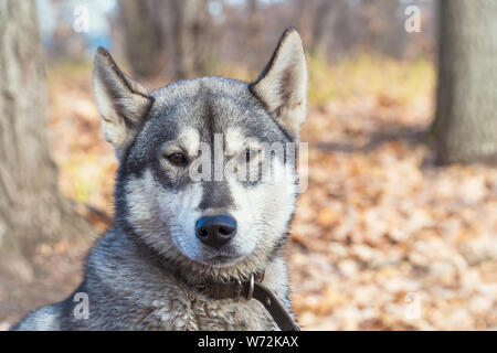 Portrait de race de chien Laika de Sibérie occidentale Banque D'Images