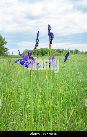 Fleur sauvage d'iris violets sur pré vert Banque D'Images