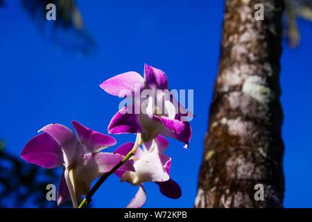 Close up of pink and white orchid dendrobium floue avec tronc de palmier contre ciel bleu, Chiang Mai, Thaïlande Banque D'Images