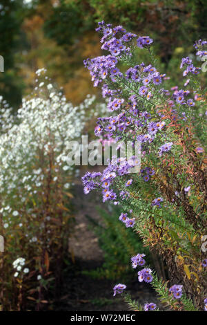 Au jardin d'automne aster bleu Banque D'Images