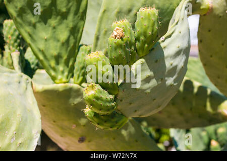 Grand figuier cactus dans vert et jaune. Cactus sur fond de ciel bleu et clair. Ils poussent dans les pays chauds. Banque D'Images