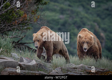 Homme Ours brun Ours brun femelle suivantes en vue de l'accouplement Banque D'Images