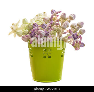 Près de nouvelles fleurs de la Couronne ou Calotropis giantea on wooden table Banque D'Images