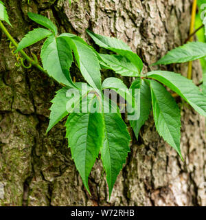 Lierre sur l'écorce des arbres. Feuilles de vin sauvage entwining le tronc d'un arbre. Les jeunes feuilles. Banque D'Images