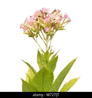Fleur et feuille de plante de tabac isolé sur fond blanc Banque D'Images
