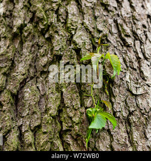 Lierre sur l'écorce des arbres. Feuilles de vin sauvage entwining le tronc d'un arbre. Les jeunes feuilles. Banque D'Images