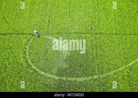 Vue aérienne du pilotage de drone. La pulvérisation de produits chimiques Thai farmer vert jeune champ de riz. Concept de l'Agriculture Banque D'Images