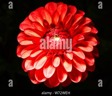 Belle Dahlia sur fond noir Banque D'Images