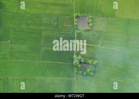 Vue aérienne du pilotage de drone. Bel espace vert de jeunes champ de riz ou de prairies à la saison des pluies dans le nord de la Thaïlande Banque D'Images