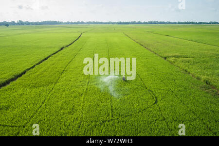 Vue aérienne du pilotage de drone. La pulvérisation de produits chimiques Thai farmer vert jeune champ de riz. Concept de l'Agriculture Banque D'Images