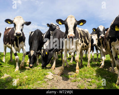 Close up image de vaches, UK Banque D'Images