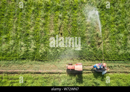 Vue aérienne du pilotage de drone. La pulvérisation de produits chimiques Thai farmer vert jeune champ de riz. Concept de l'Agriculture Banque D'Images