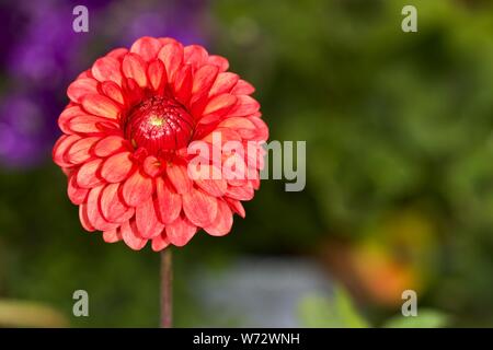 Dahlia décoratif Banque D'Images