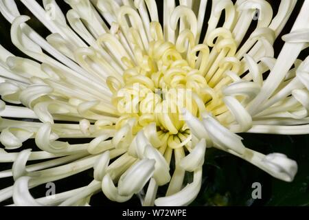 Chrysanthème d'artifice Banque D'Images