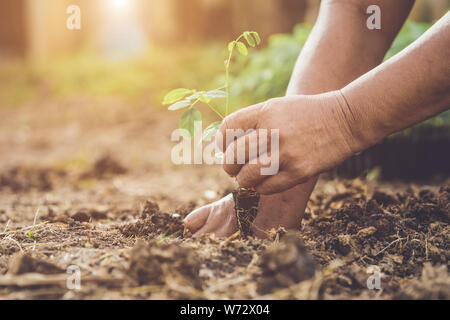 Close up hand holding et plantent de jeunes arbres pois papillon dans le sol. Sauver monde et ecology concept Banque D'Images