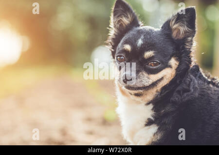 Close up portrait of cute Chihuahua chien en arrière-plan flou Banque D'Images