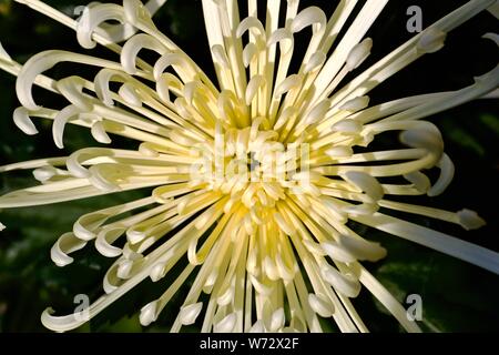 Chrysanthème d'artifice Banque D'Images