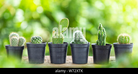 Différents petits cactus en pot en plastique sur la table en bois avec green nature soleil Banque D'Images