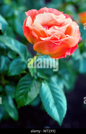 Big Red rose sur un buisson avec des feuilles. Focus sélectif. Place pour le texte. L'arrière-plan est flou. Banque D'Images