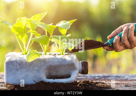 Recyclage plastique concept : les gens de légumes plantation dans une bouteille de plastique et tas de terre sur table en bois avec le soleil de matin temps Banque D'Images